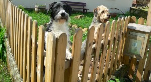 Alma und Lila, Hofhunde aus Leidenschaft