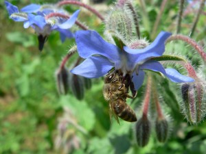 Borretsch-Blüte - bevor sie im Salat landet, bitte Biene auf andere Blume setzen!