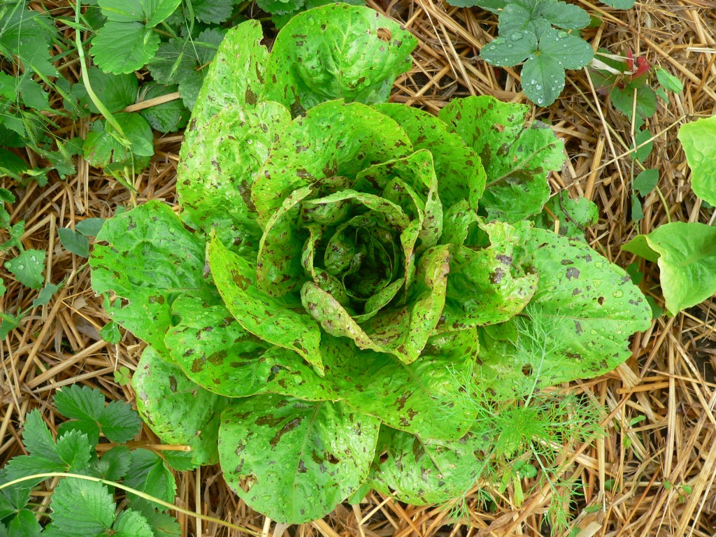 Forellenschuss-Salat - endlich wächst er mal von der Stelle!