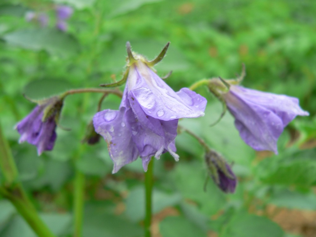 Kartoffelblüte 