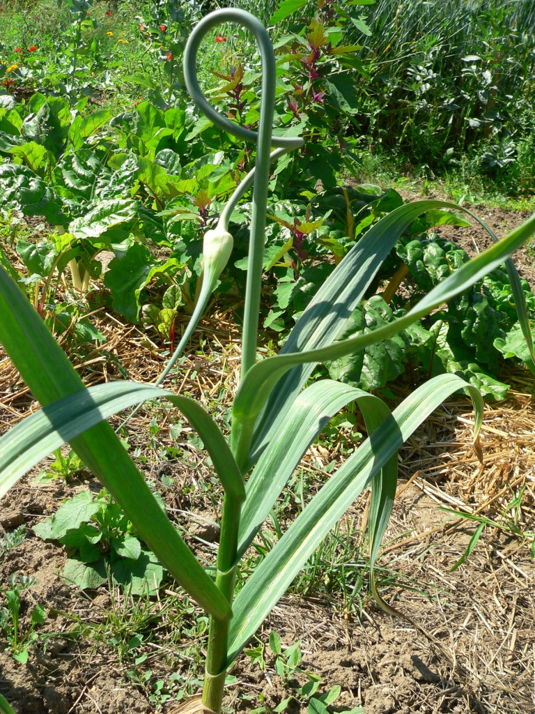 Blühender Knoblauch - schick, oder?