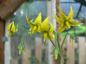 Tomatenblüten im Gewächshaus