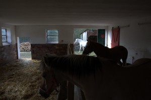 drei Pferde im Stall