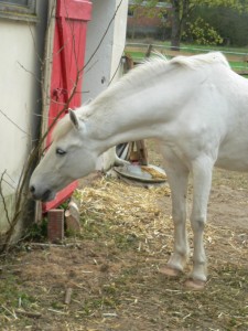 sancho und die Haselnuss