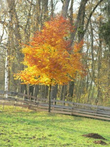 feuerbaum