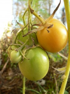 tomaten