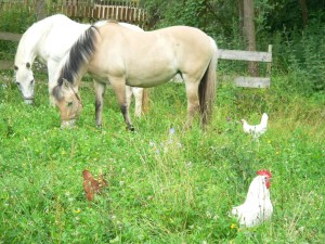 Pferde und Huhn