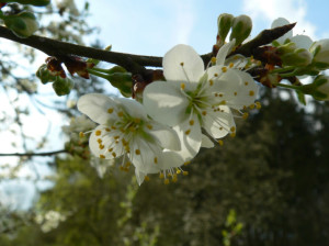 pflaumenblüte